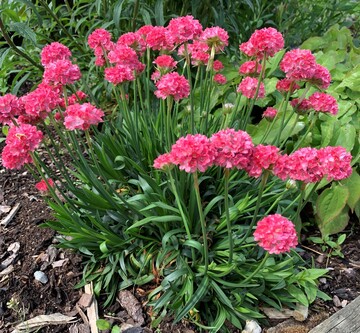 Armeria pseudarmeria "Dreamland": zweitplatziert auf der Chelsea Flower Show 2022 und ein Durchbruch in der Armeria-Zchtung