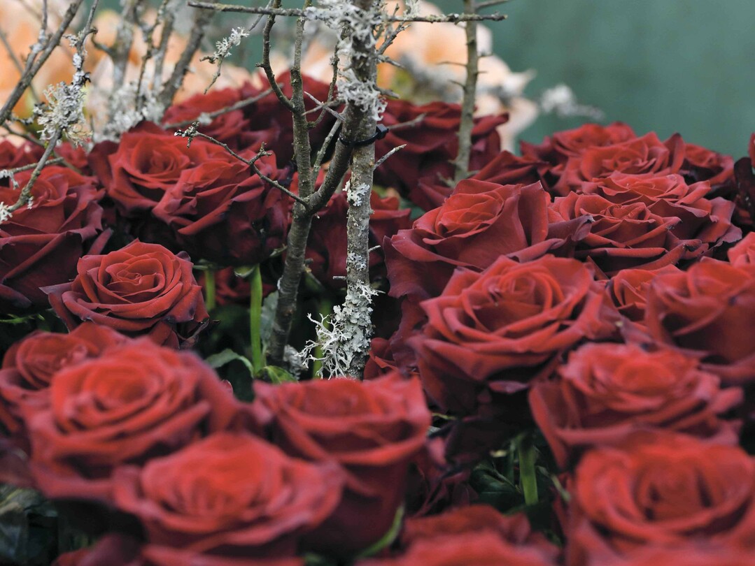 Der Frhlingsliebling Tulpe war zum Valentinstag in diesem Jahr ein teures Geschenk, da griffen die meisten Konsumenten doch lieber zum Klassiker, der roten Rose.