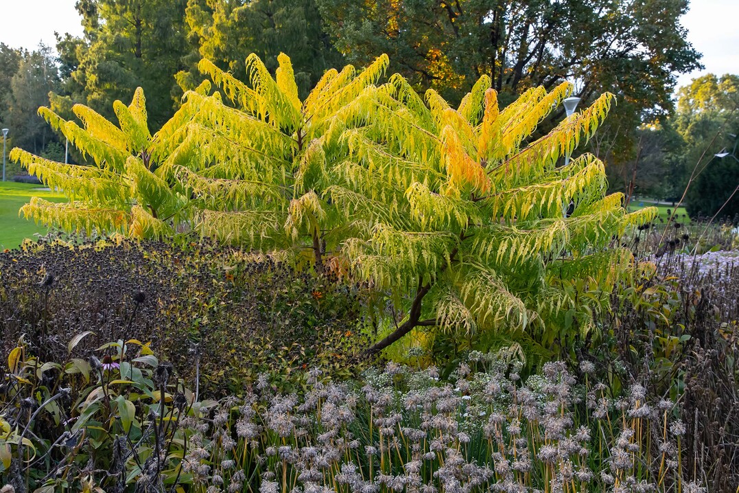 Beet im Luisenpark Mannheim