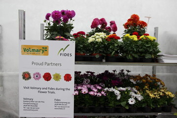 Auf den Flower Trials 2012 gaben die beiden Firmen ihre neue Kooperation offiziell bekannt.