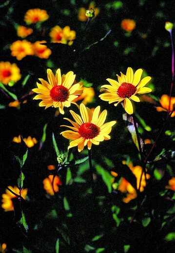 Heliopsis helianthoides var. scabra Summer Nights