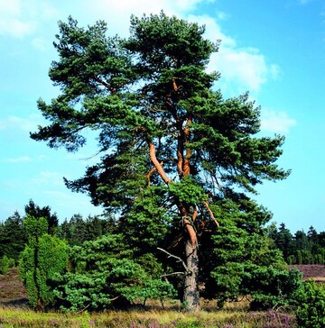 Pinus sylvestris ist Baum des Jahres 2007	