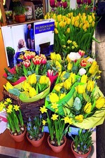 Bio-Sträuße von Bio Flora,
Lisse/NL, mit kompostierbaren Materialien gebunden