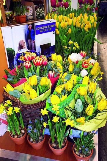Bio-Strue von Bio Flora, 
Lisse/NL, mit kompostierbaren Materialien gebunden