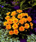 Coreopsis grandiflora ‘Presto’