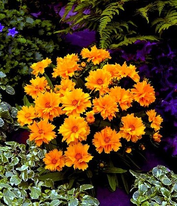 Coreopsis grandiflora Presto