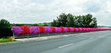 Die Grtnerei Plawky und die Mainbrcke zwischen Karlstadt und Karlburg wurden durch den 323 m langen Blumenkasten berhmt 