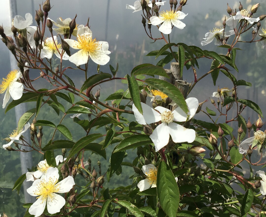 Rosa "Eduard_II_Nietner"