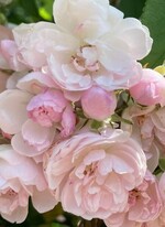 Rosa "Georg Potente"