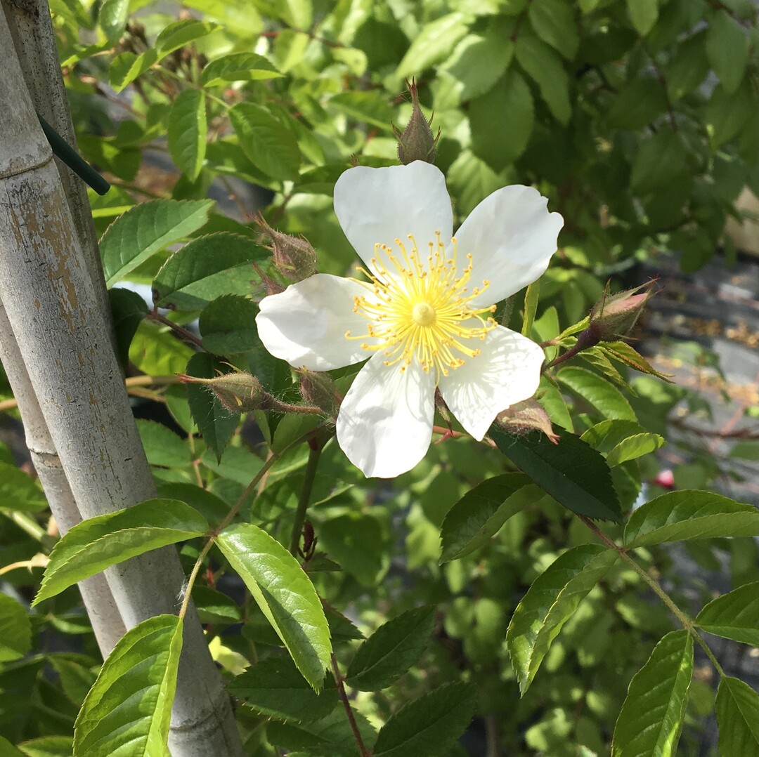 Rosa "Hermann Sello"