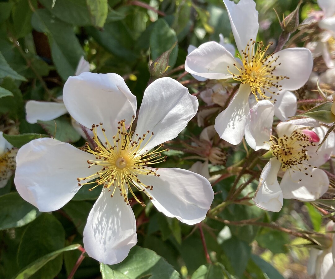 Rosa "Joachim Anton Ferdinand Fintelmann"