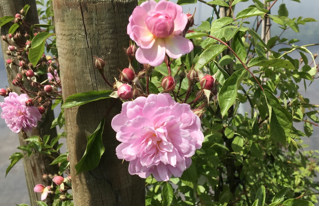 Rosa "Justus Sello"