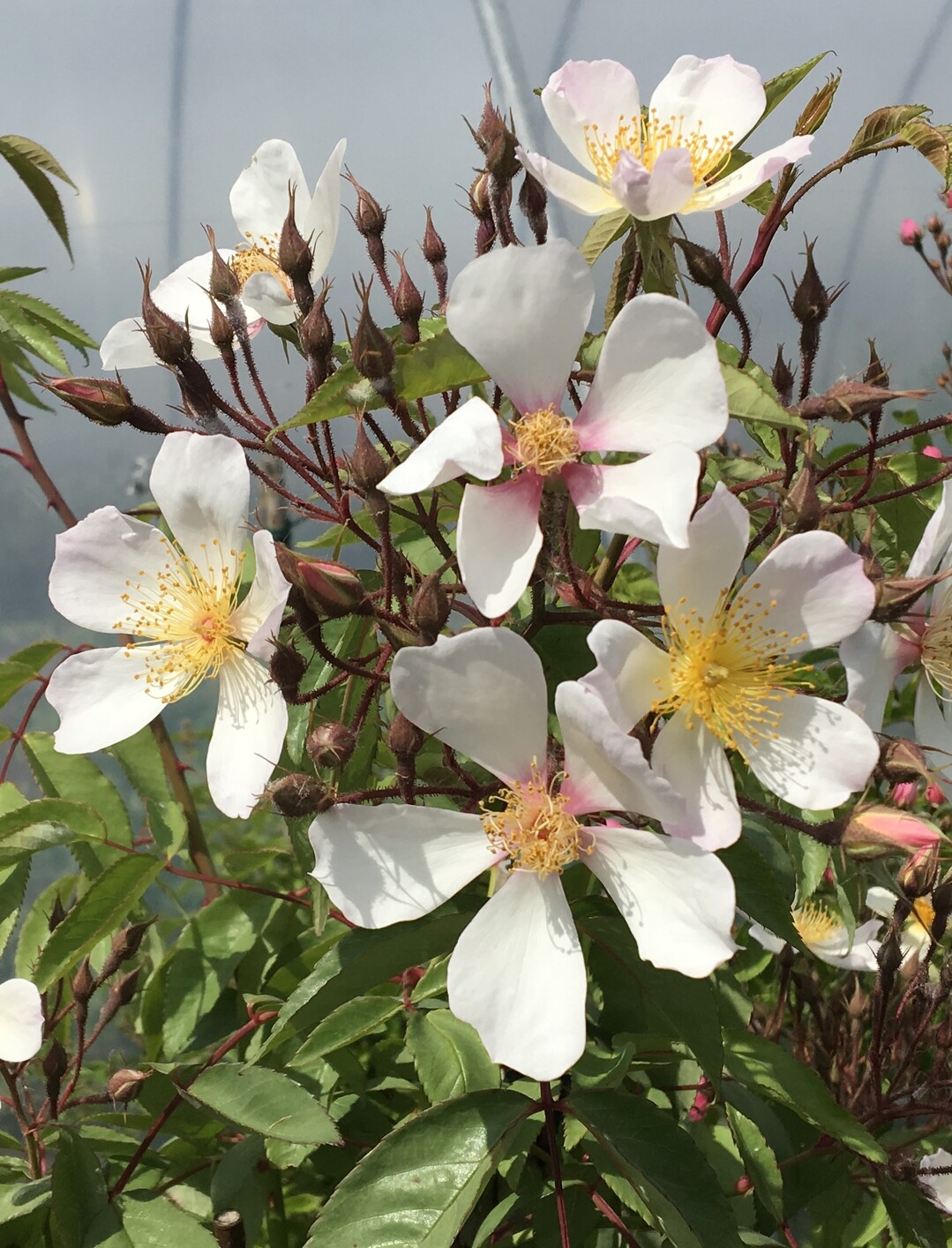 Rosa "Ludwig Slouis Samuel Sello"