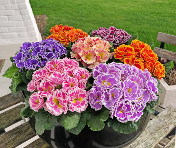 <i>Primula acaulis</i>
 Flamenco Mix F
<sub>1</sub>
 (Rudy Raes Bloemzaden)