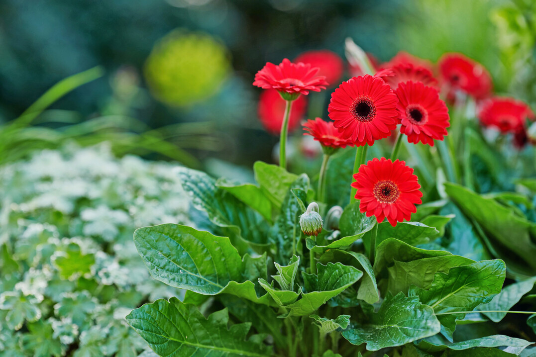 Garden 
<i>Gerbera</i>
 Garvinea (R) Sweet Chili (Hilverda Florist)