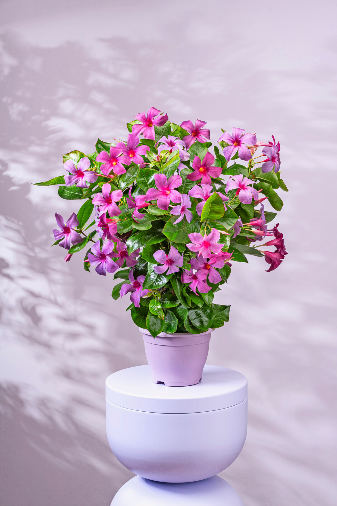 <i>Mandevilla </i>
Sundaville Blue (Sunpa 4351) (Suntory Flowers Europe)