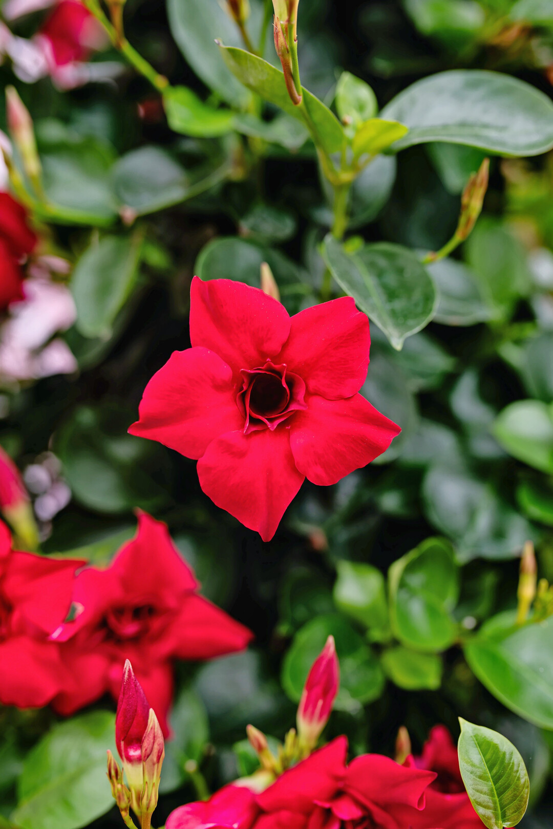 <i>Mandevilla </i>
Sundaville Double Red (Sunpa 572) (Suntory Flowers Europe)