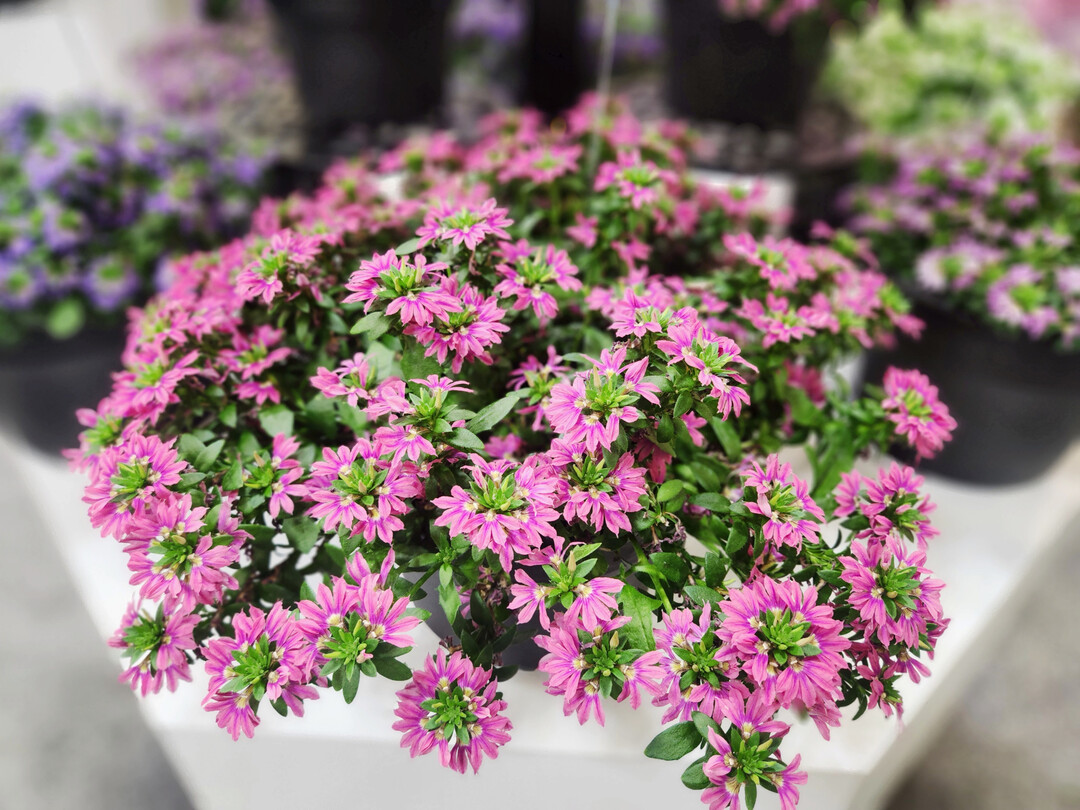 <i>Scaevola </i>
Surdiva Fashion Pink improved (Bonsc 19151) (Suntory Flowers Europe)