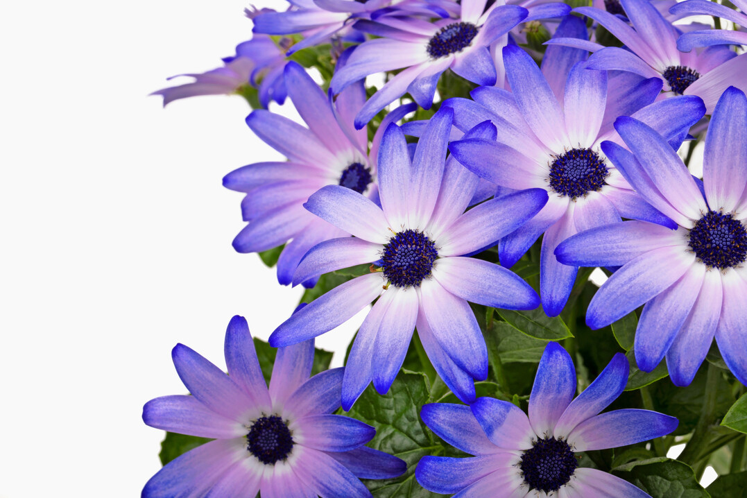 <i>Pericallis </i>
POP! Crushed Lilac (Beekenkamp)