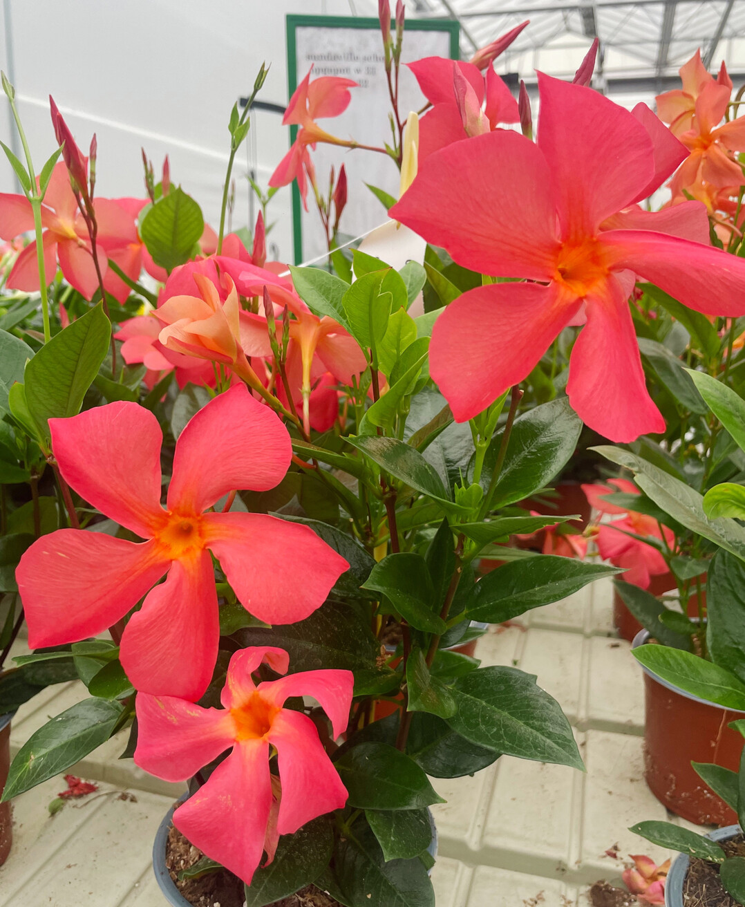 <i>Mandevilla </i>
Sundaville UP Orange (Suntory Flowers Europe)