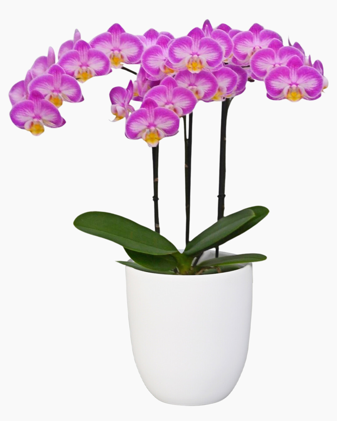 <i>Phalaenopsis </i>
Sunca Pula PHA308464 (Anthura)