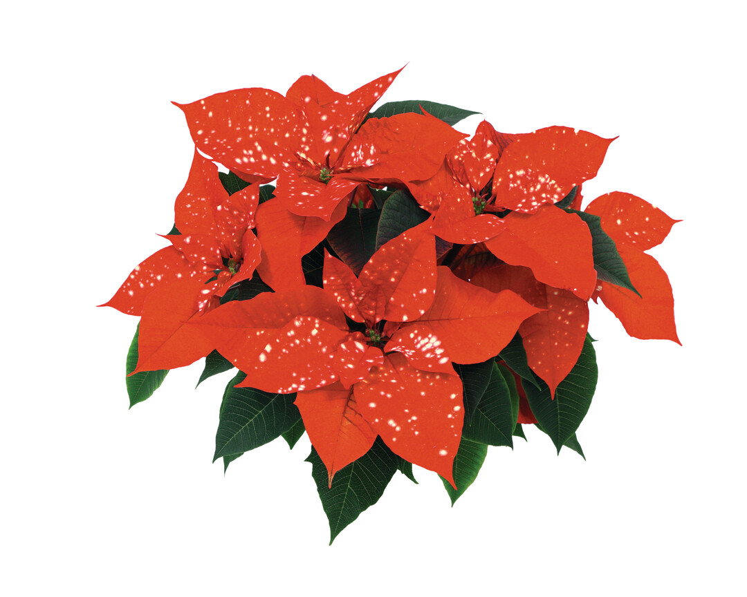 Poinsettia Fantasy Star(R) Orange (Selecta One)