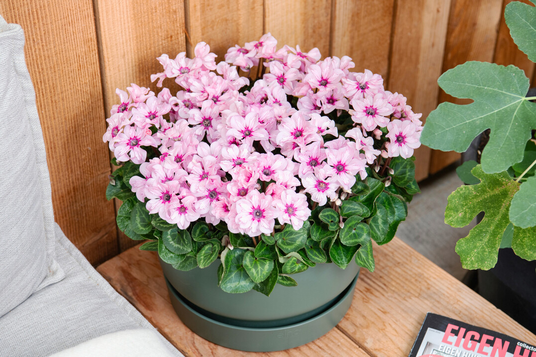 <i>Cyclamen persicum </i>
Illusia (Schoneveld Breeding)