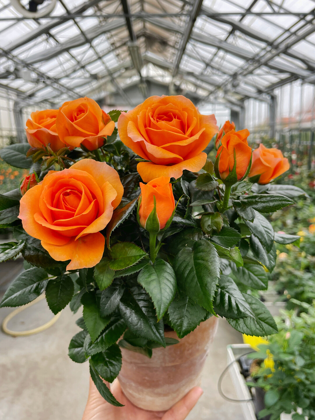 <i>Rosa </i>
Hybrid Princess of Orange (TM) Infinity (R) (Roses Forever) 