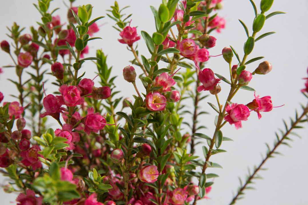 <i>Chamelaucium X Verticordia </i>
Rey (Nir Nursery)