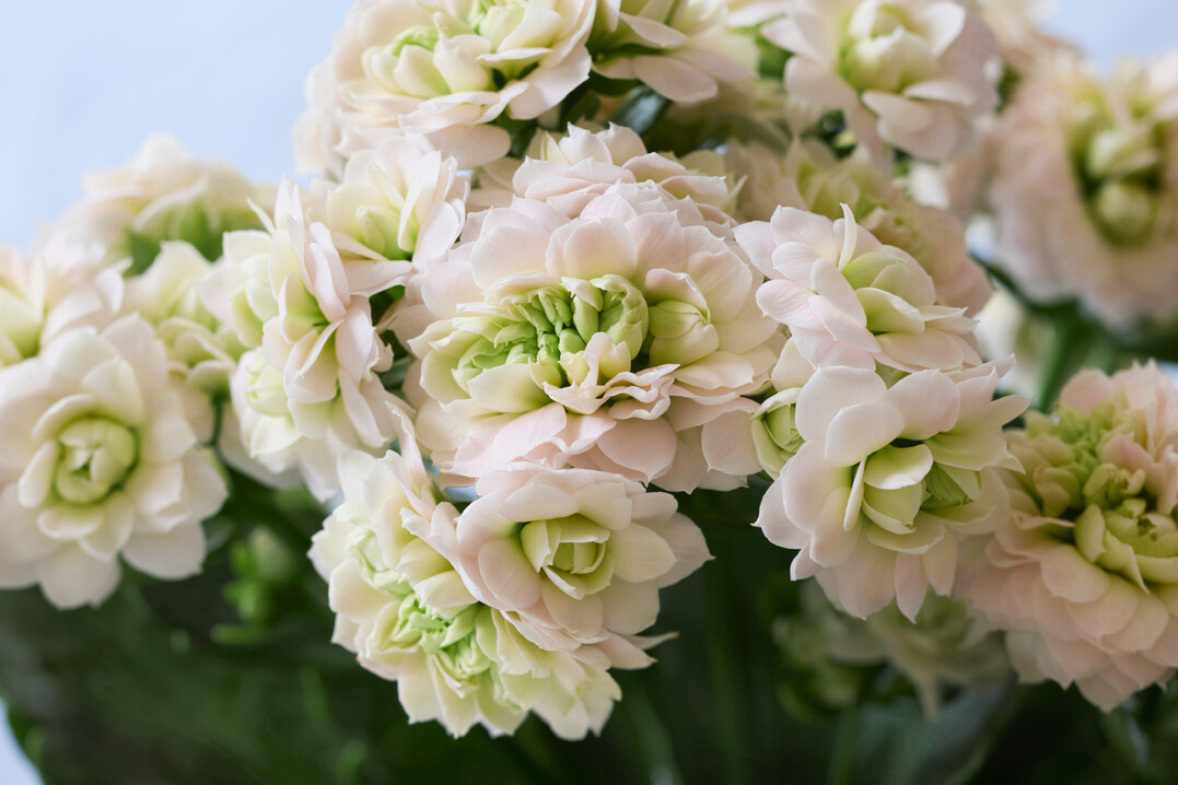 <i>Kalanchoe blossfeldiana</i>
 Supernova(R)