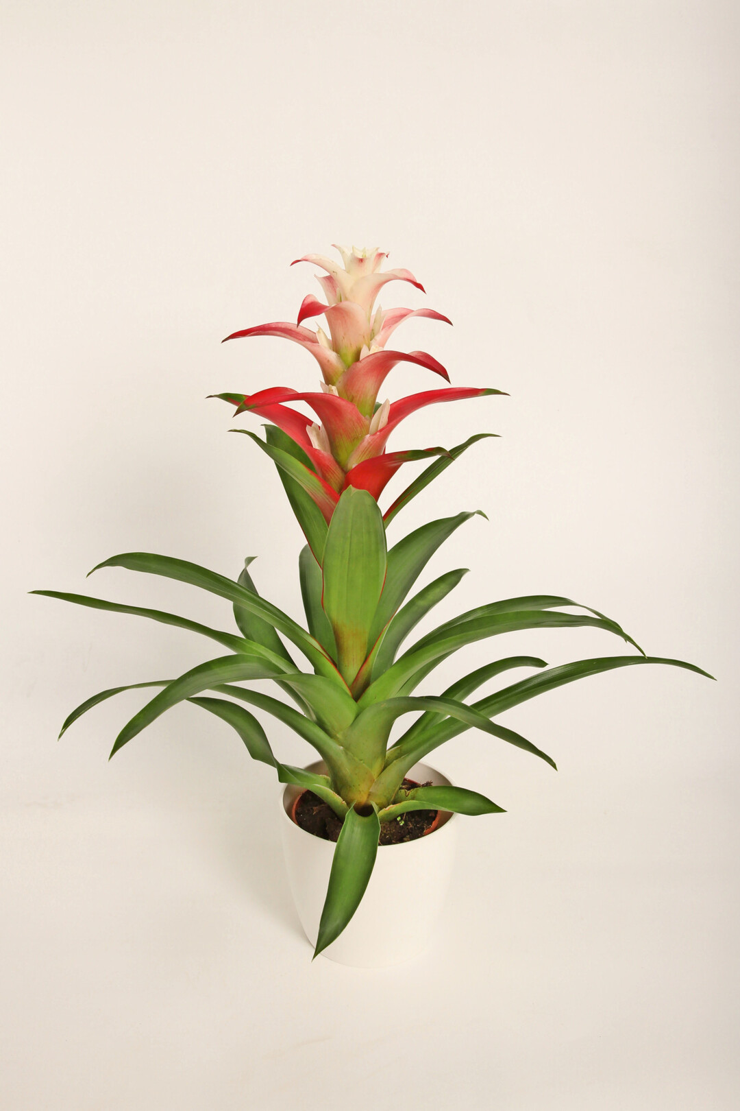 <i>Guzmania </i>
Chouette (Deroose Plants NV)
