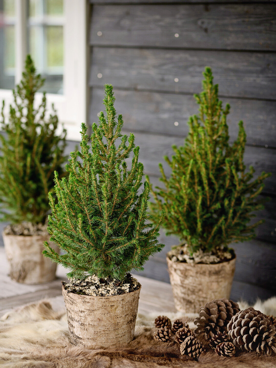 <i>Picea </i>
Magical Christmas (Kolster)