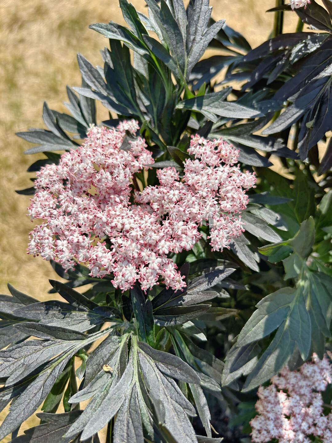 <i>Sambucus nigra</i>
 Laced up" ("SNR1292")s (Kordes Jungpflanzen)