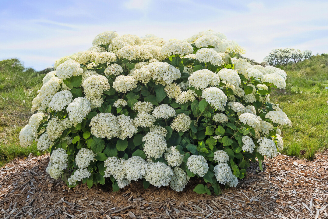 <i>Hydrangea arborescens</i>
 First Editions Flower WOW Smooth Hydrangea ("BAlful EUPBRAF) (First Editions, from Bailey Nurseries International)