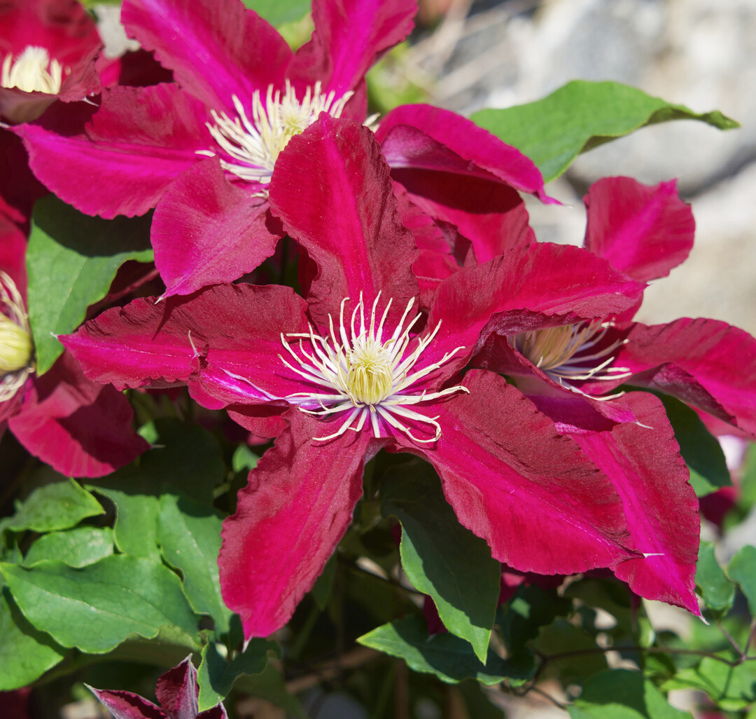 <i>Clematis </i>
Elpis (EviGsy154PBR) (Raymond Evison Clematis The Guernsey Clematis Nursery)