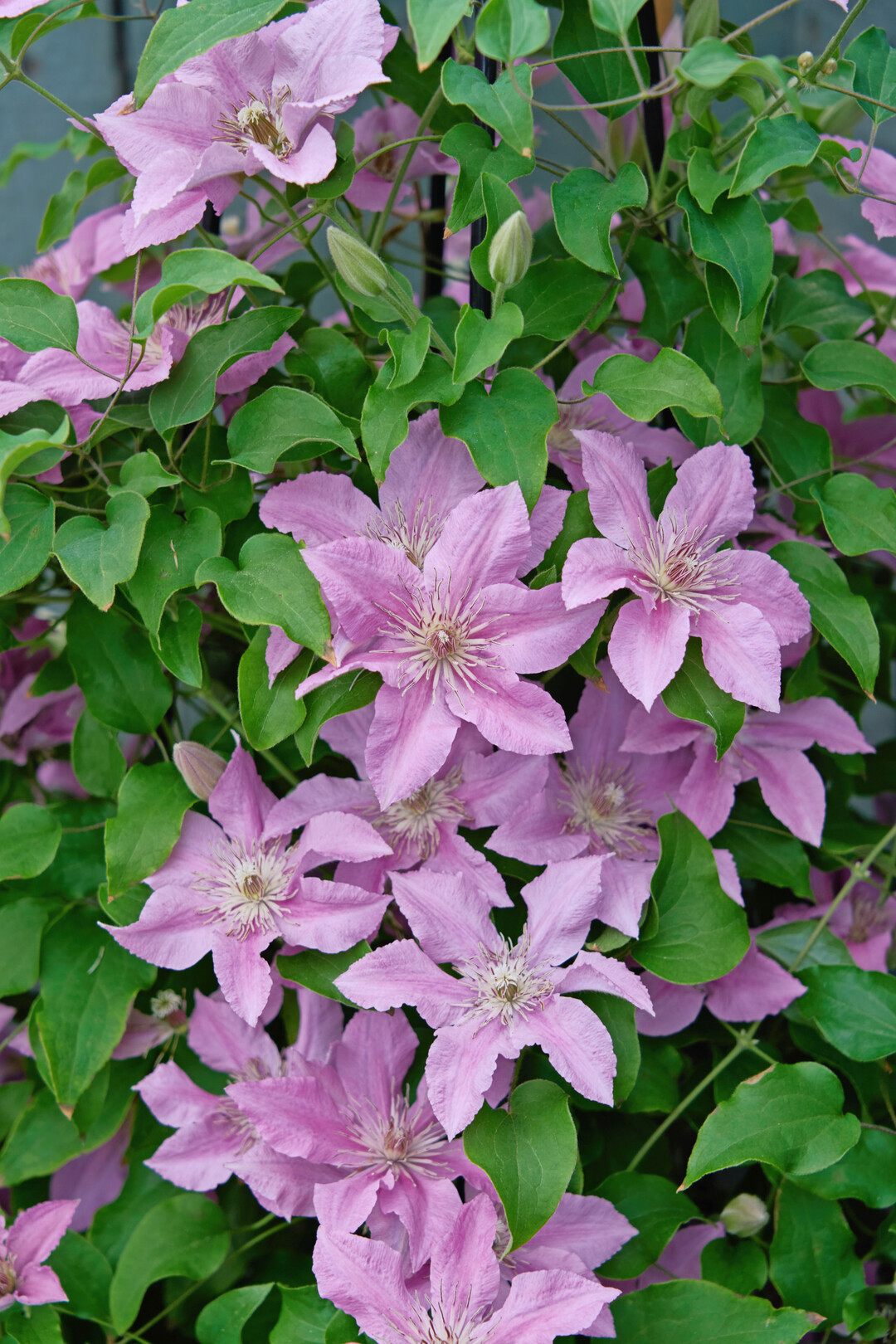 <i>Clematis </i>
Bridgewater (EviGsy155PBR) (Raymond Evison Clematis The Guernsey Clematis Nursery)