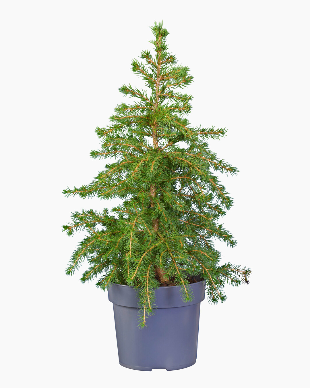 <i>Picea glauca</i>
 Little Nordic (Klavercon) (Hoogeveen Plants)