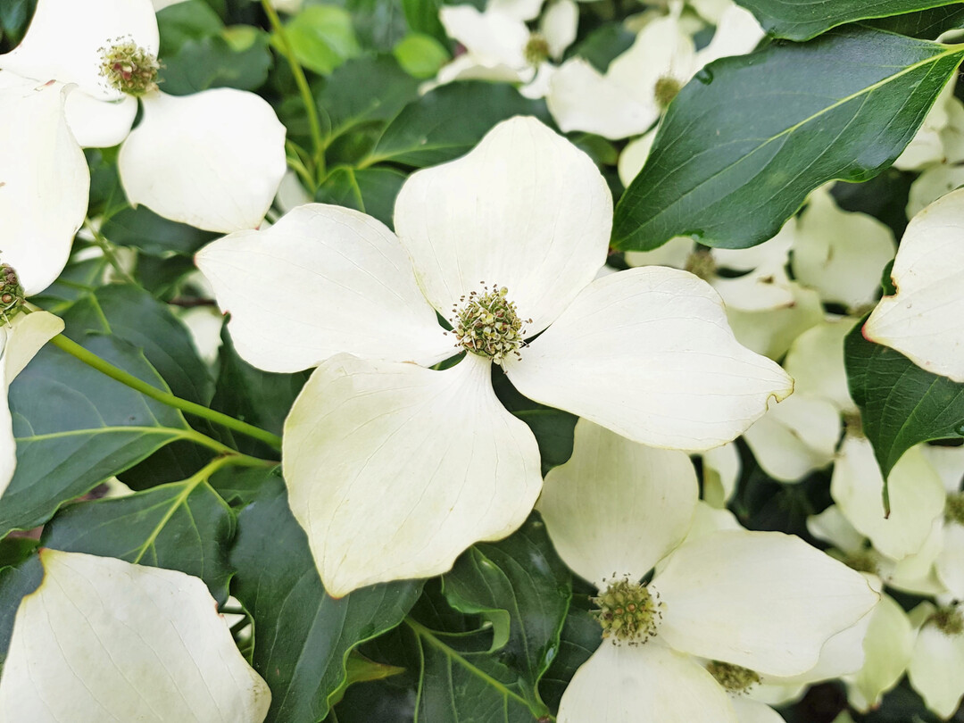 <i>Cornus kousa </i>
Flower Tower ("ZuilB1"PBR) (Diderk Heinje Pflanzenhandel)