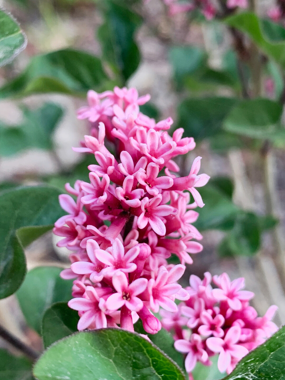 <i>Syringa meyeri</i>
 Little Rosie (Anny200816"PBR) (Kordes Jungpflanzen)