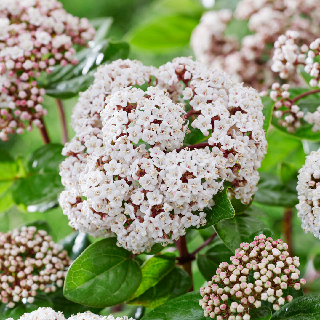<i>Viburnum tinus</i>
 Rock "n Rolla (Romiti Vivai di Pietro & Figli)