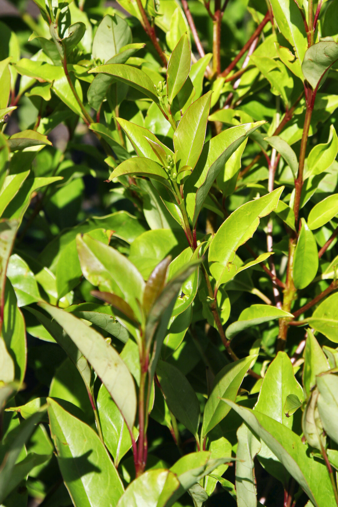 <i>Ligustrum lucidum</i>
 Green Screen (BokrascreenPBR) (Plantipp)