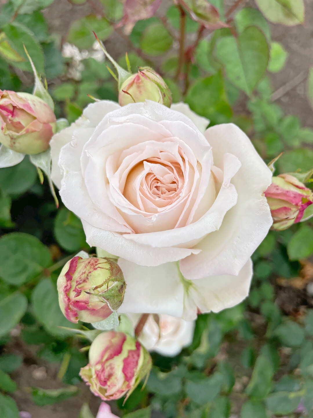 <i>Rosa </i>
Hybrid Royal Victoria(TM) Plant"n"Relax(R) (Roses Forever)