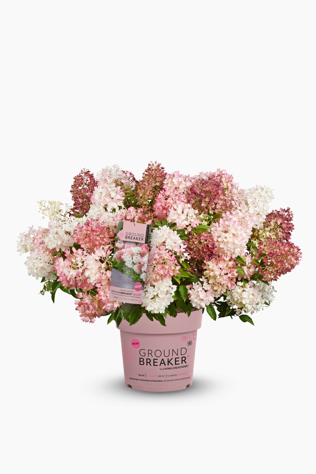 <i>Hydrangea paniculata</i>
 Groundbreaker Blush (Diderk Heinje)