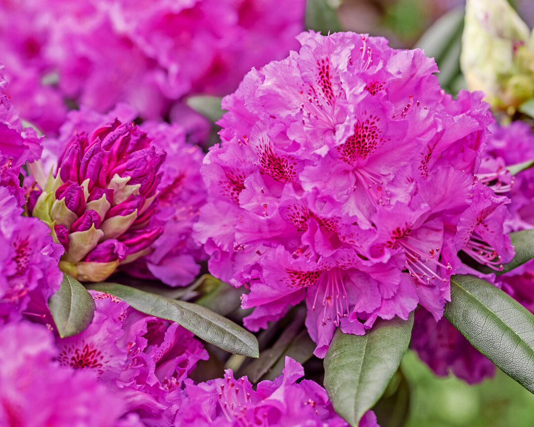 <i>Rhododendron </i>
Hybrid Hercules - gl18116 (Commercial name: 
<i>Rhododendron</i>
 PWR plant Hercules) (Leybaert)