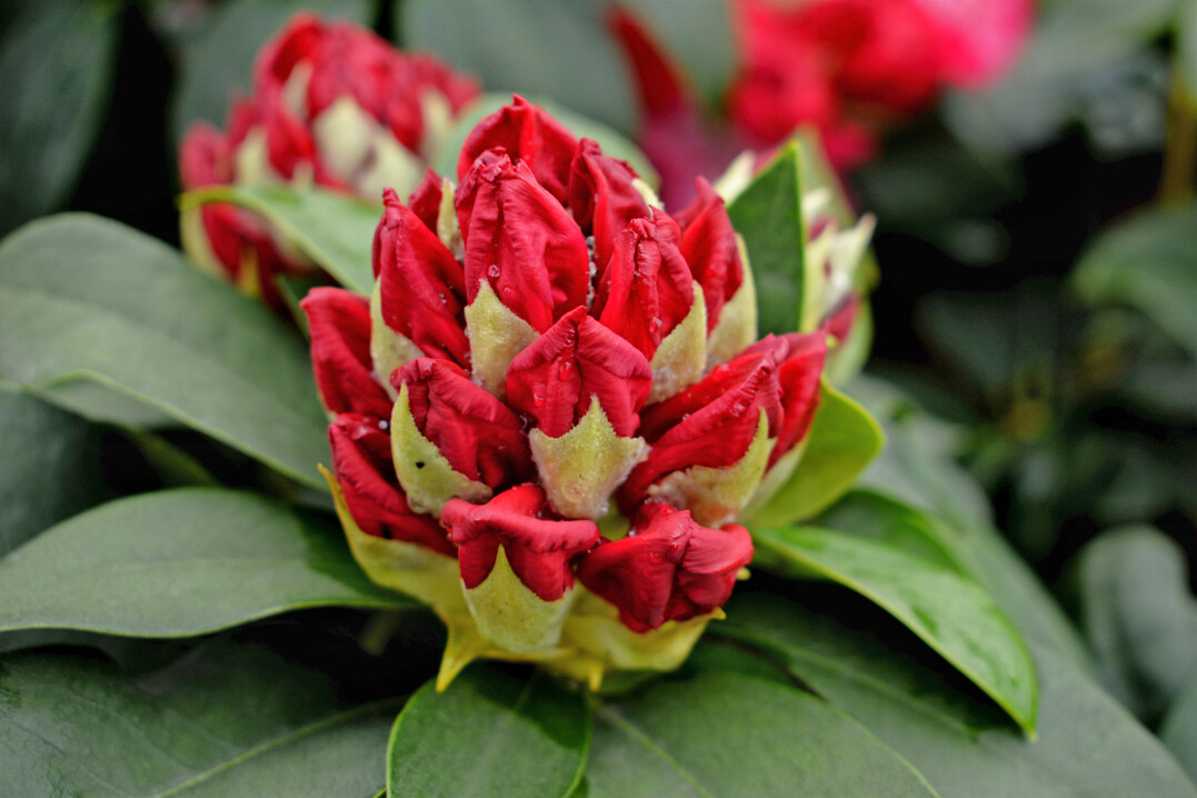 <i>Rhododendron </i>
Hybrid Maximus - gl17001 (Commercial name: 
<i>Rhododendron </i>
PWR plant Maximus) (Leybaert BV)