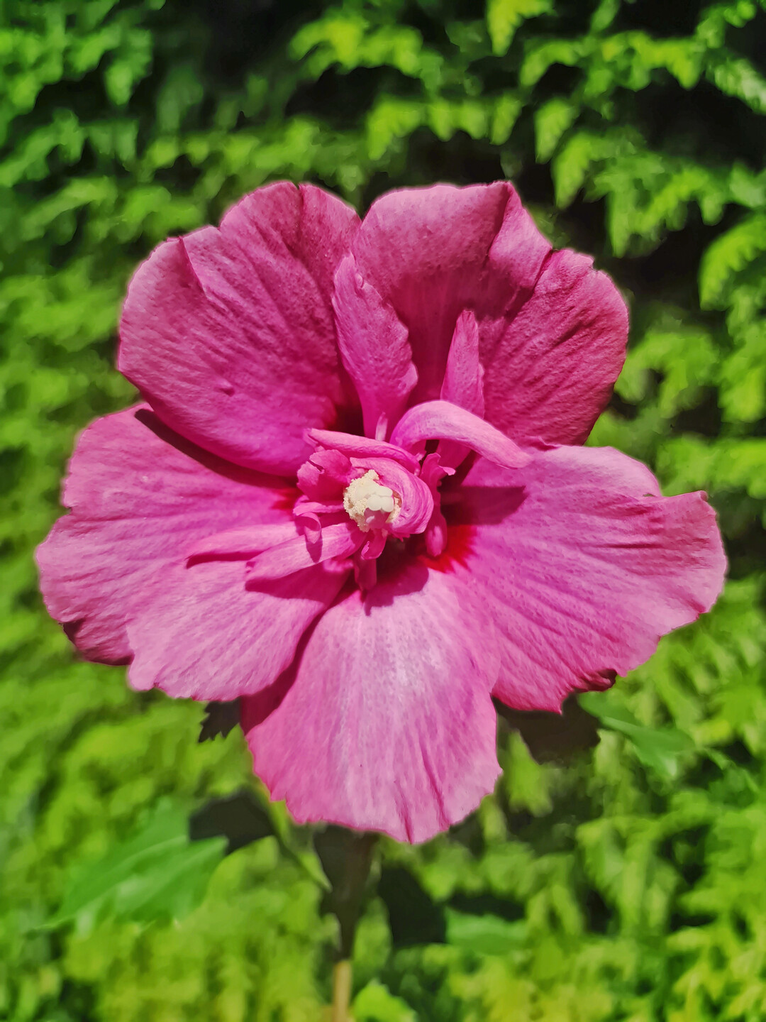 <i>Hibiscus syriacus </i>
Flower Tower Ruby (Gandini van Aart RubyPBR) (Kordes Jungpflanzen -> Plantipp)