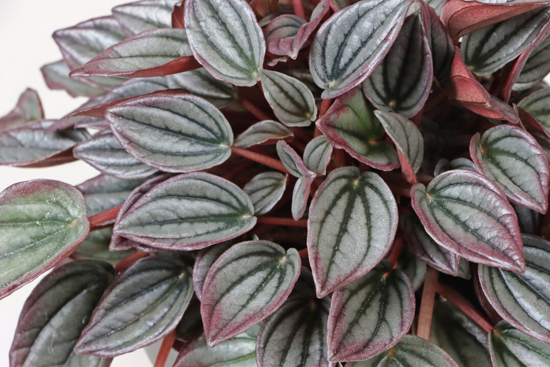 <i>Peperomia caperata</i>
 Yunck. TP11 RIO (Gartneriet Lundager)