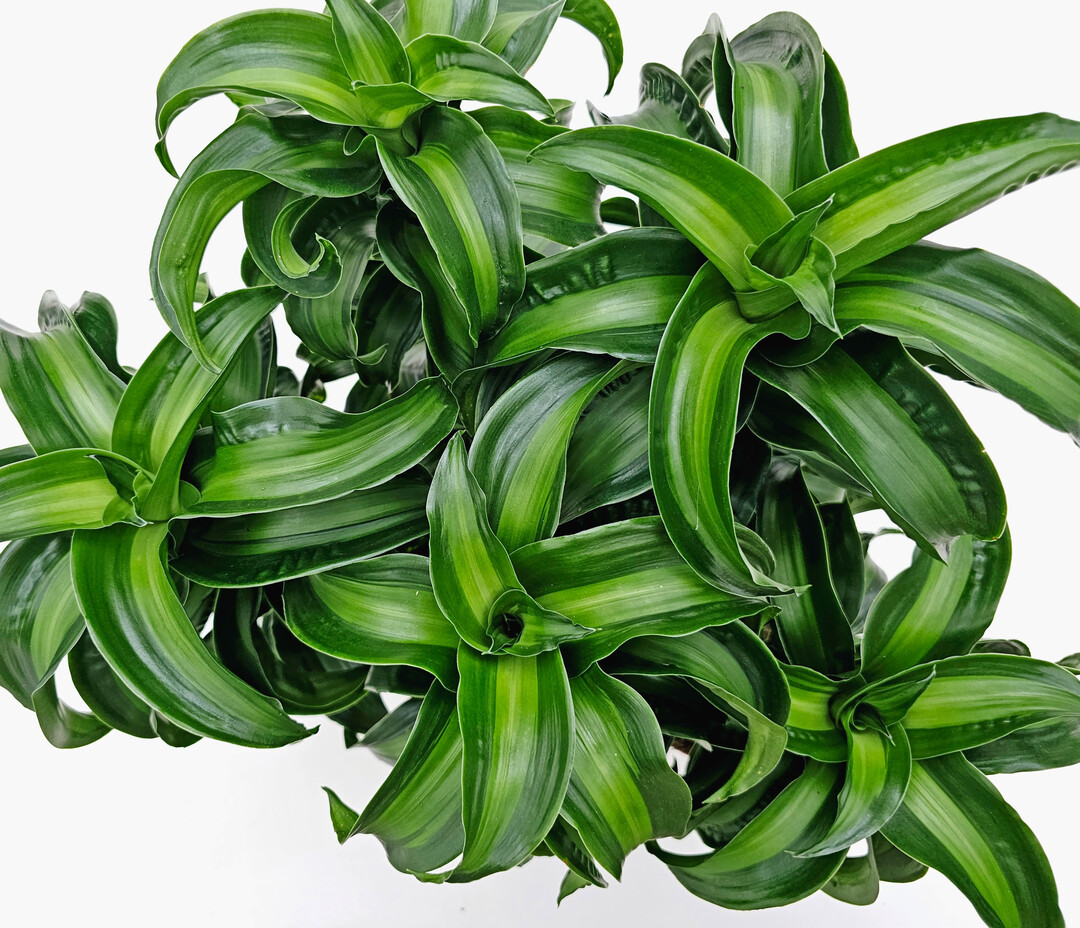 <i>Dracaena fragrans</i>
 Black Kanzi (Ornamentex)