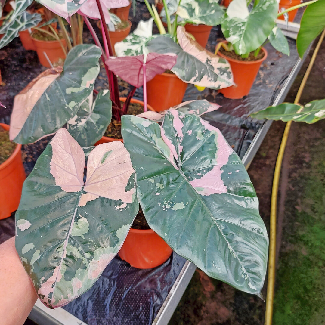 <i>Alocasia </i>
serendipity pink variegata (Deroose Plants)