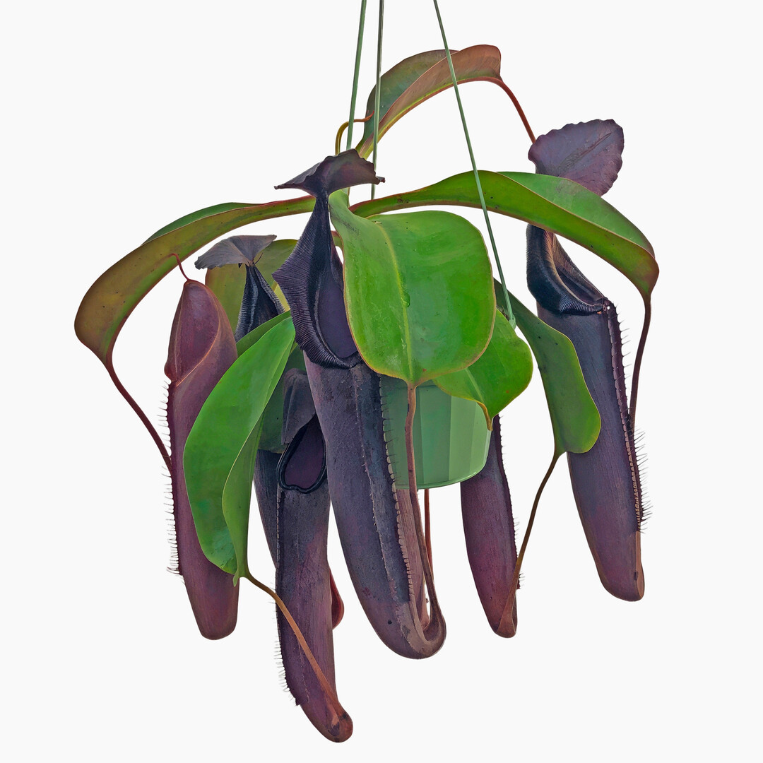 <i>Nepenthes </i>
midnight (Deroose Plants)